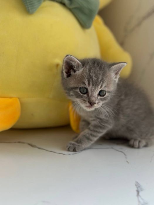 Котята британцы фолды и страйты