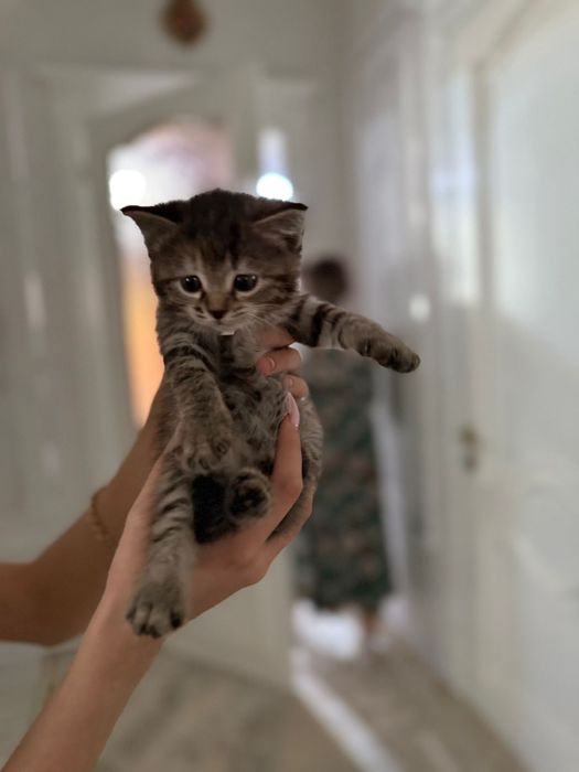 Котята турецкой ангоры