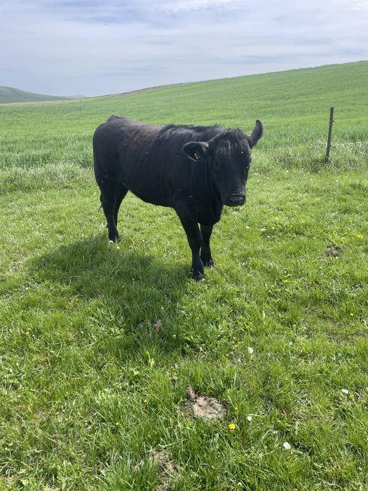 De vanzare vitea metis angus