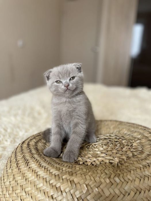 Вислоухие Шотландские котята