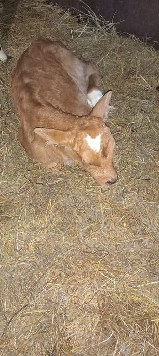 Продам теляттттт