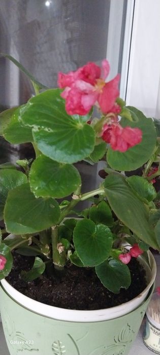 Продам  бегонию вечноцветущую