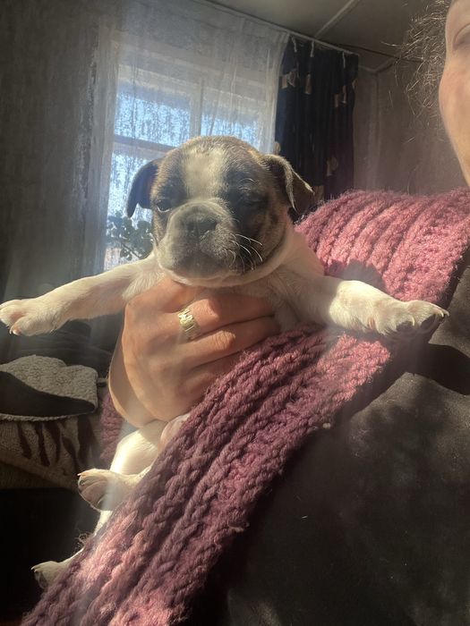 Продам французких бульдогов