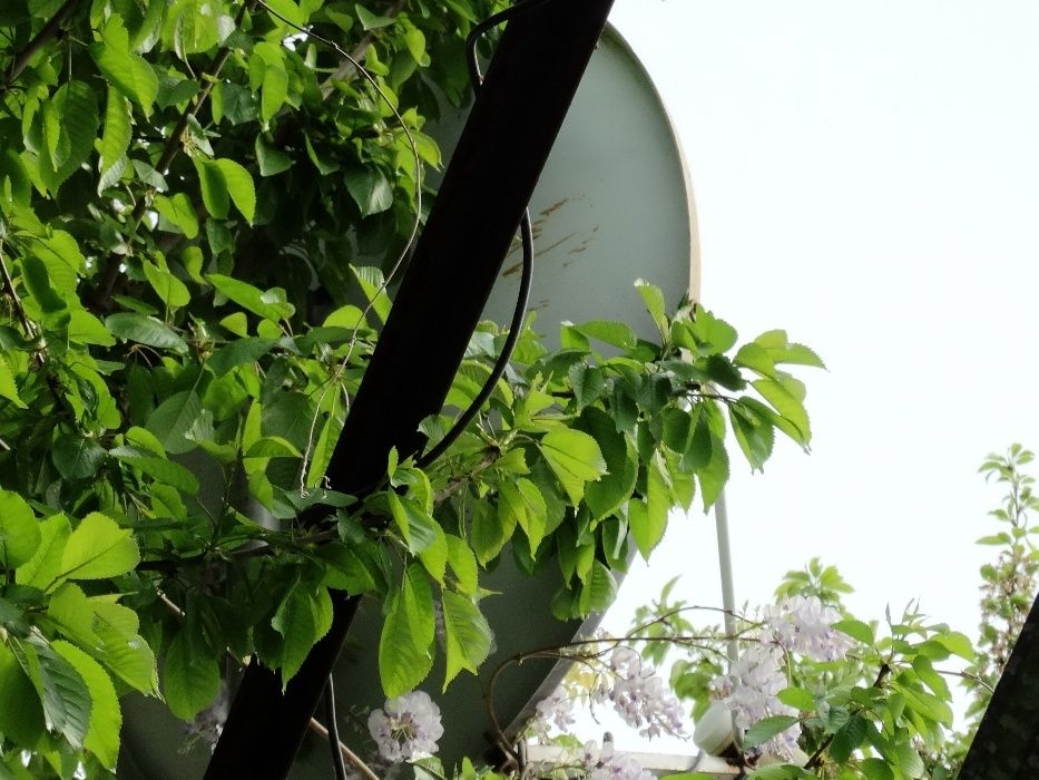 Две спутниковые тарелки, 4 головки