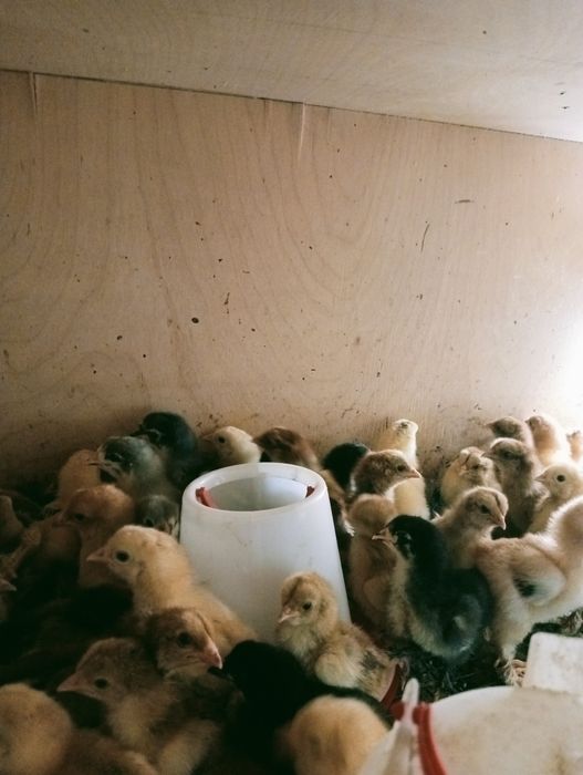 Продам недельных циплят Брама