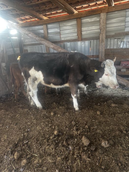 Vand juninca la prima fatare