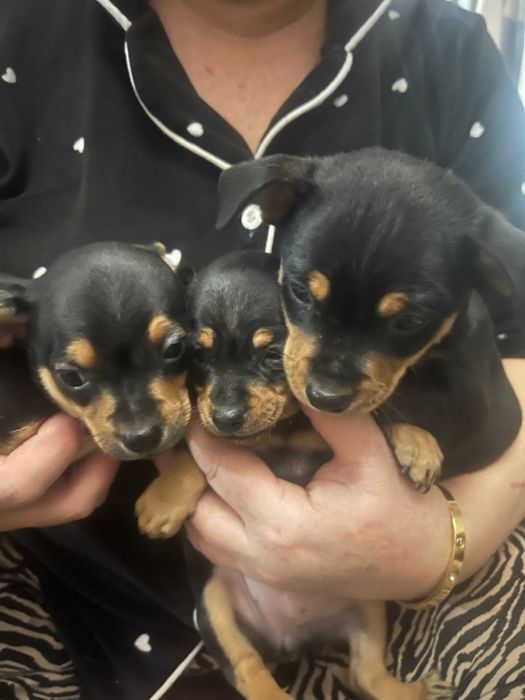 Продаются щенята