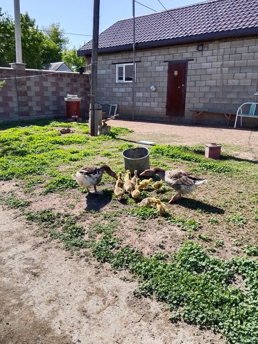 Продам домашних гусей с гусятами