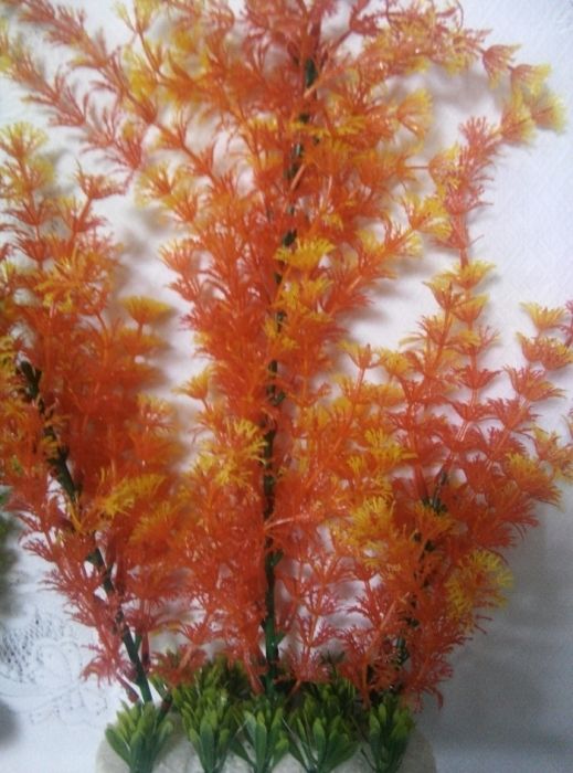 Продаю водоросли для аквариума