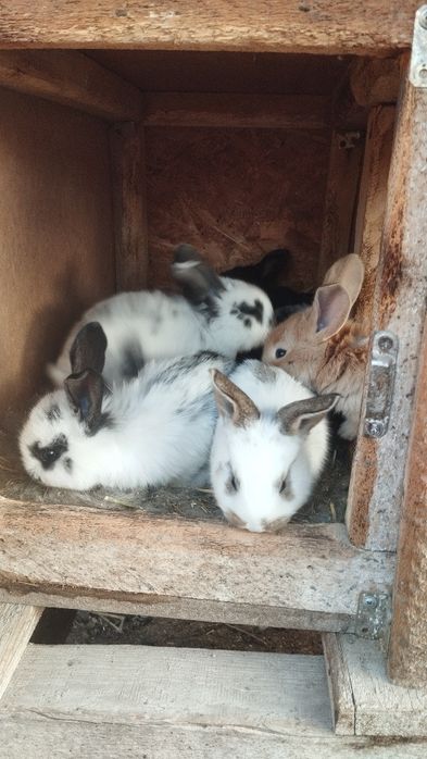 Продаются крольчата