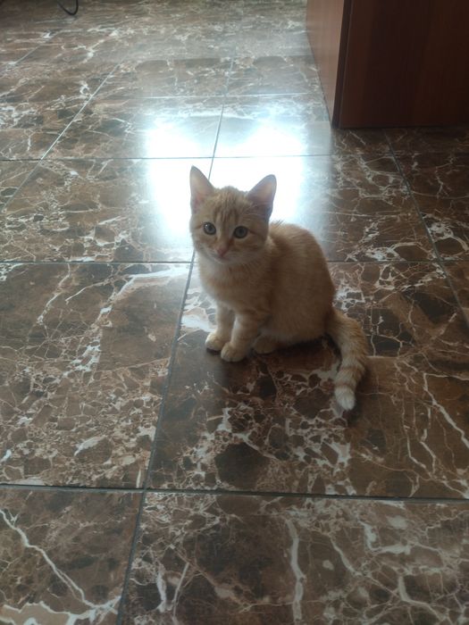 Отдам котяток мальчик и девочка