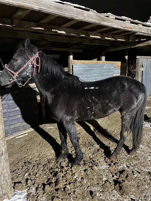 6 жасар айғыр сатылады, Продается жеребец