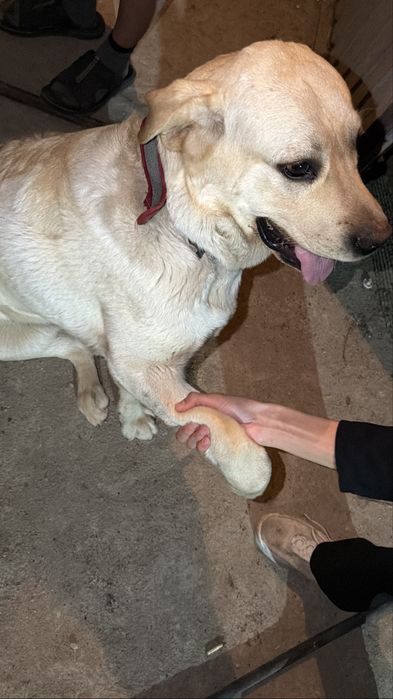 Лабрадор ретривер вязка