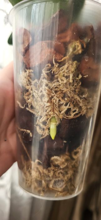 Распродажа Орхидей из домашней коллекции