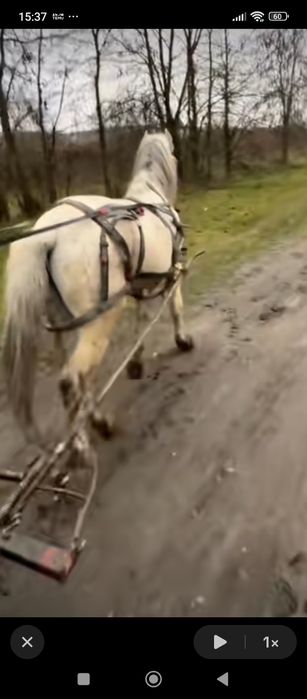 Armăsar cuminte de vânzare sau schimb cu mânză