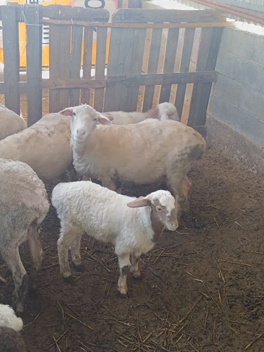 Продам бараны оптом , Байсерке