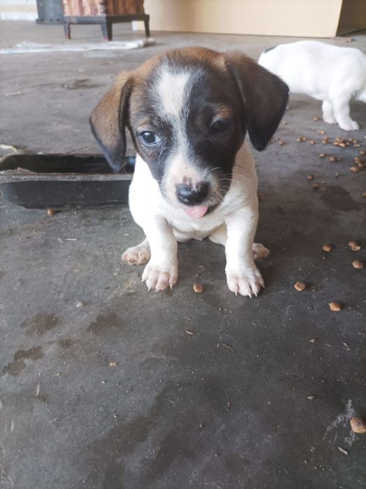 Ofer spre adopție puiuți de catel