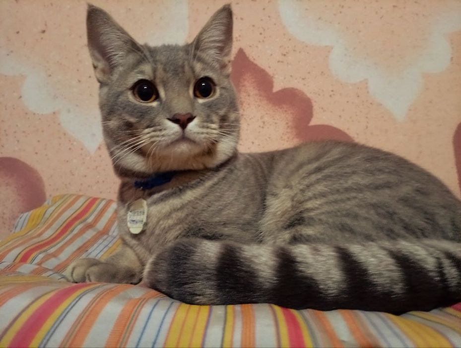 Хадяга скоттиш страйт