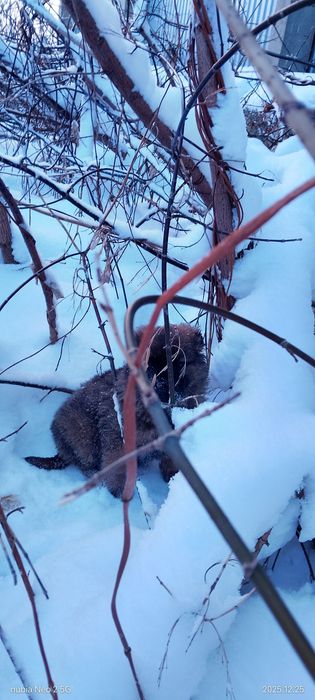 Щенки мощные отдам