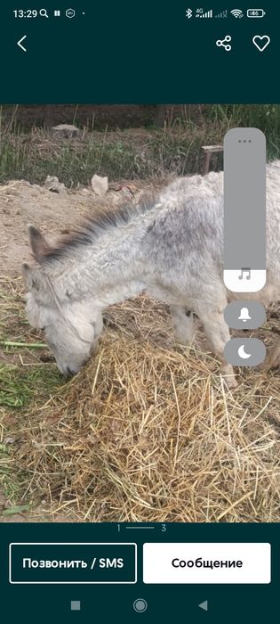 Эшшак сотилади мода