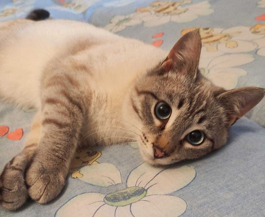 Котёнок в добрые ручки.