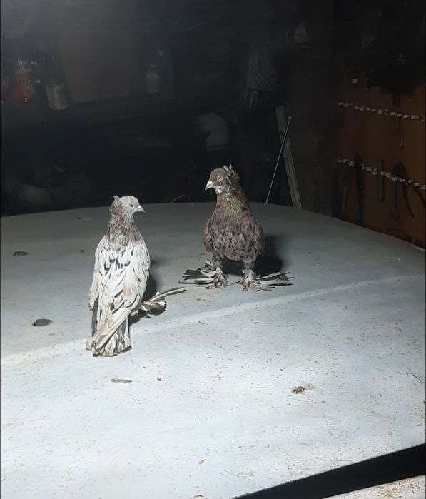 Северокавказкие голуби