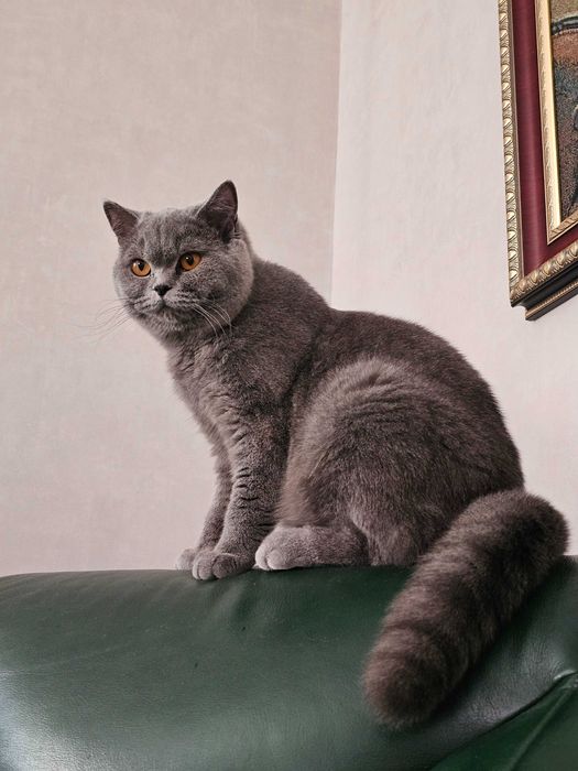 Котята британские короткошерстные