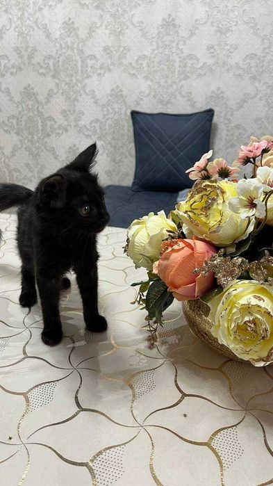 Котенок девочка. 2,5 месяца. БЕСПЛАТНО
