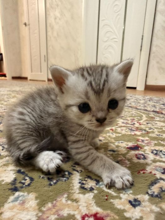 Продам британских котят