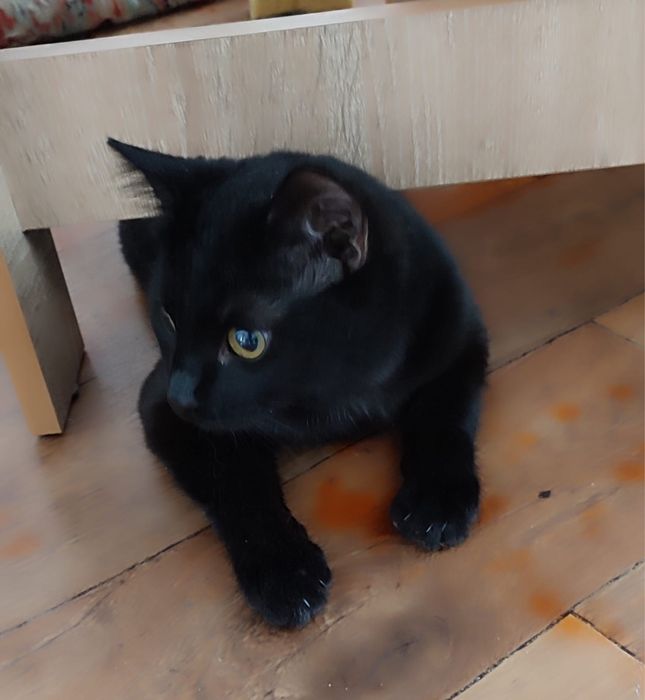 Котик в добрые руки !