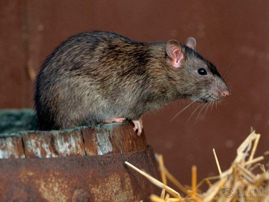 Крысы домашние ручные