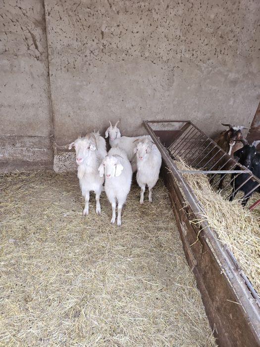 Продам коз оптом