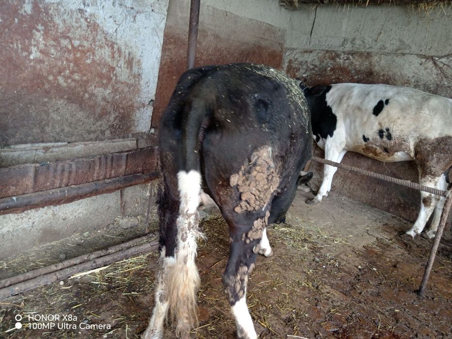 Boqilgan tayyor gunojinlar