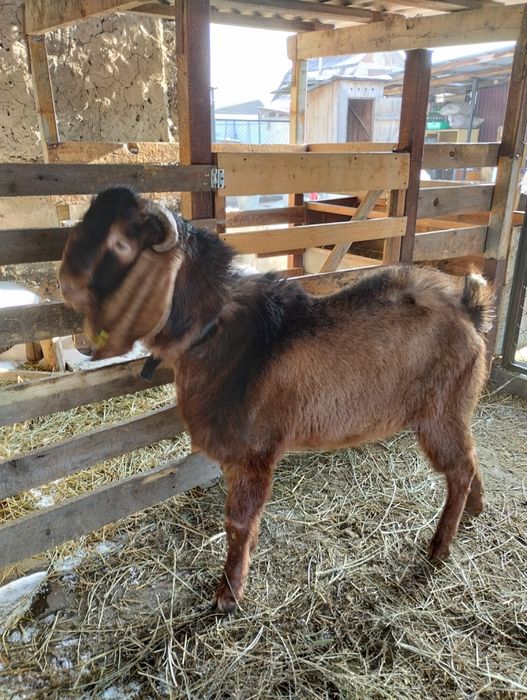 Продам козла каморинуб с документами