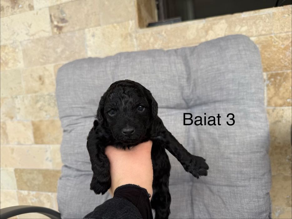 Pudel mini disponibili