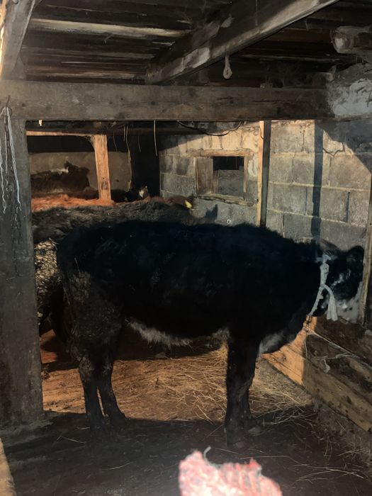 Бұзаулар сатылады