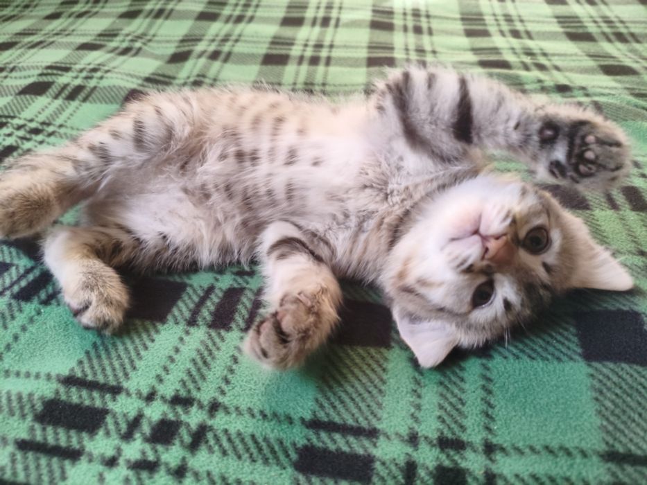 Котенок в хорошие руки