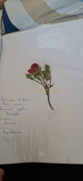 Ierbar cu 25 plante