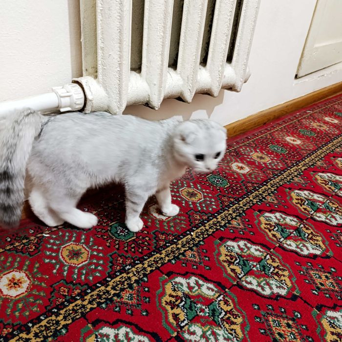 Mushuk. Scottish fold