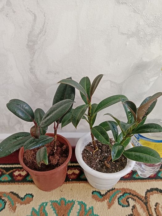 Продам цветы 3500/2500