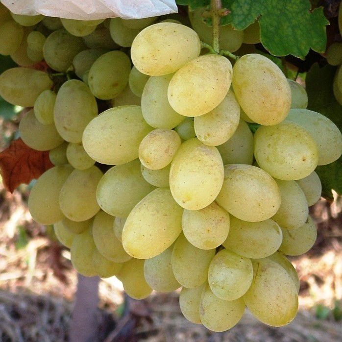 Vand butasi-vita-de-vie