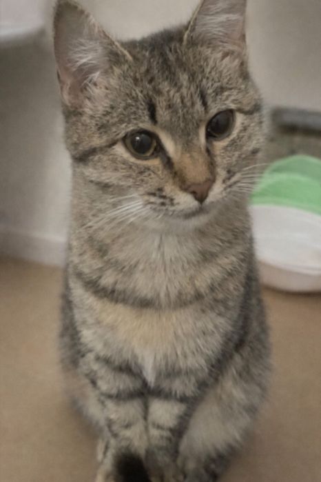 Котенок девочка 7 мес. Астана