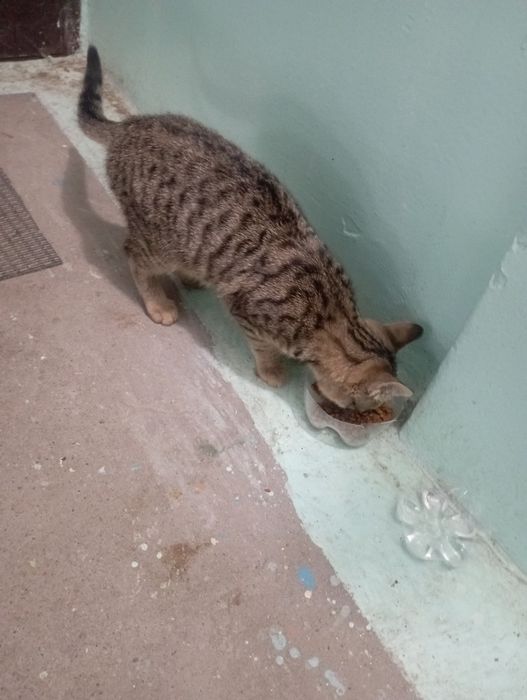 Отдаю кота бесплатно.