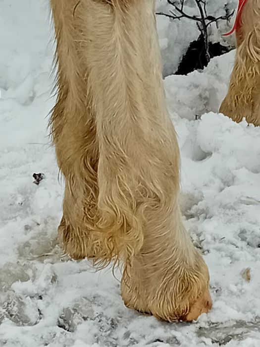 Vand mânz gipsy vanar 4 luni