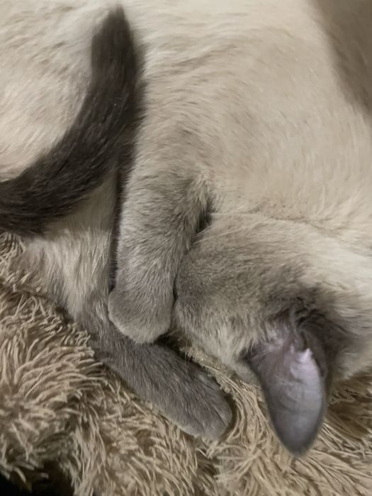 отдам кошку в добрые руки