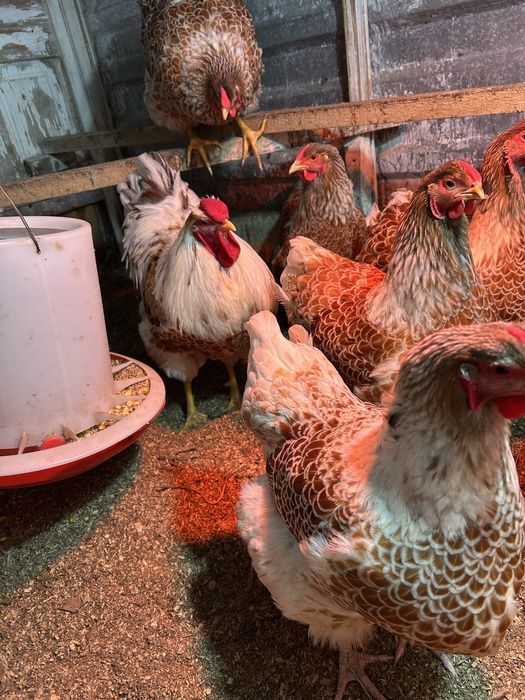 Инкубационное яйцо