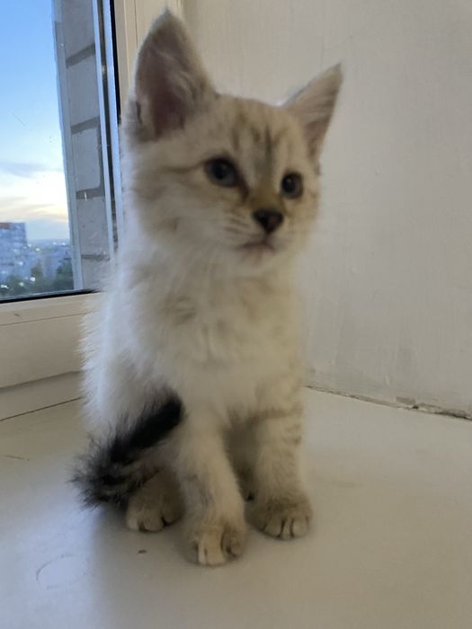 Отдам в добрые руки котят