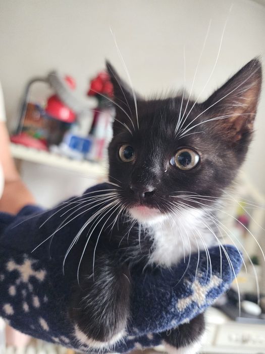 Adoptie Motanel 8 saptamani