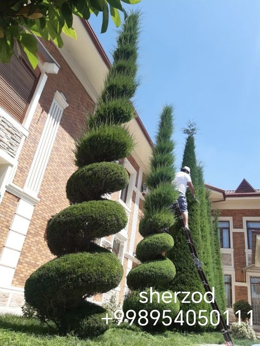Daraxt kesish archa farmofka ишлов бериш