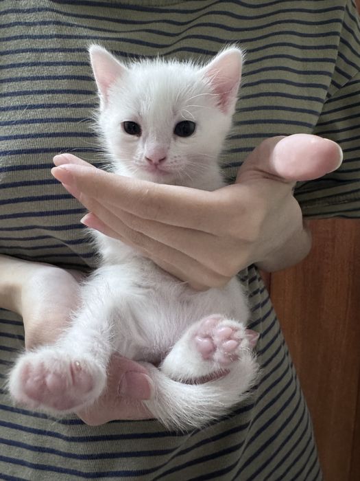 Подарю котенка ,девочка